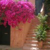 Chania