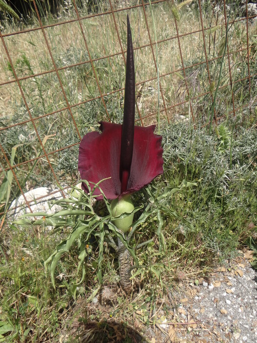Weird Plant at Imbros Gorge