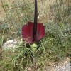 Weird Plant at Imbros Gorge