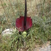 Weird Plant at Imbros Gorge