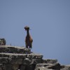 Guard Goat at Imbros Gorge