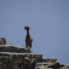 Guard Goat at Imbros Gorge