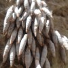 Weird Snails at Imbros Gorge