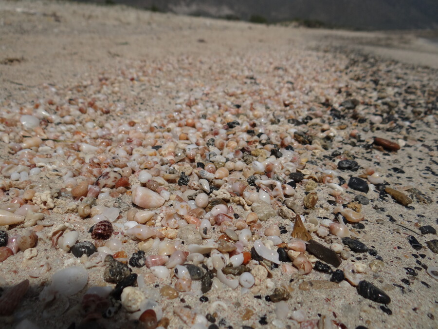 Shells at Elafonisi Beach