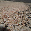 Shells at Elafonisi Beach