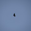 Vulture