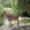 A wild mountain goat