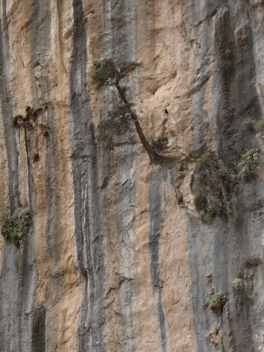 Tree growing out of a wall at Samaria Gorge