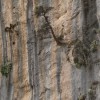 Tree growing out of a wall at Samaria Gorge