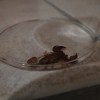Scorpion captured in our bedroom