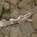 A Fish?