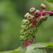 Weird Plant