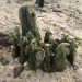 Stump