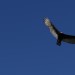 Turkey Vulture
