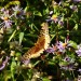 Great Spangled Fritillary