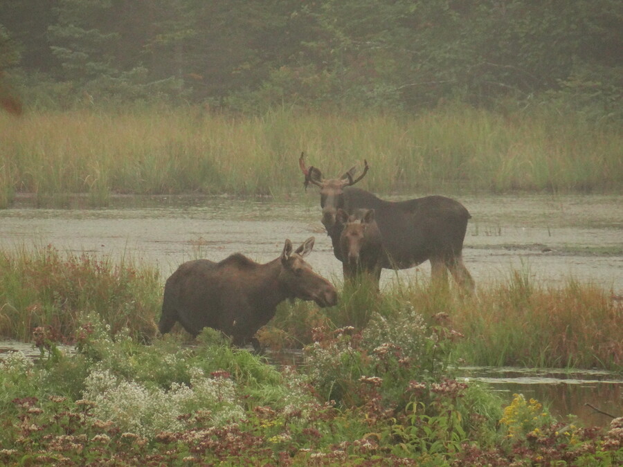 Moose at Algoquin Provincial Park