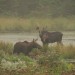 Moose at Algoquin Provincial Park