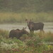 Moose at Algoquin Provincial Park