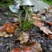 Mushrooms