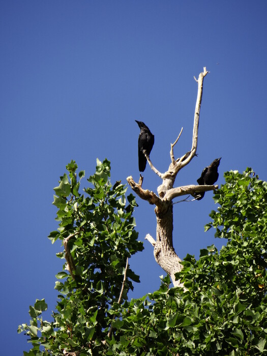 Two Crows watching the Niagara Falls