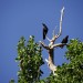 Two Crows watching the Niagara Falls