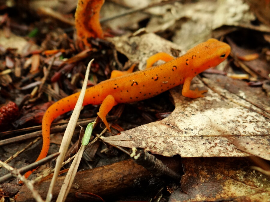 Red-Spotted Newt aka. Red Eft