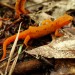 Red-Spotted Newt aka. Red Eft