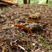 Red-Spotted Newt aka. Red Eft