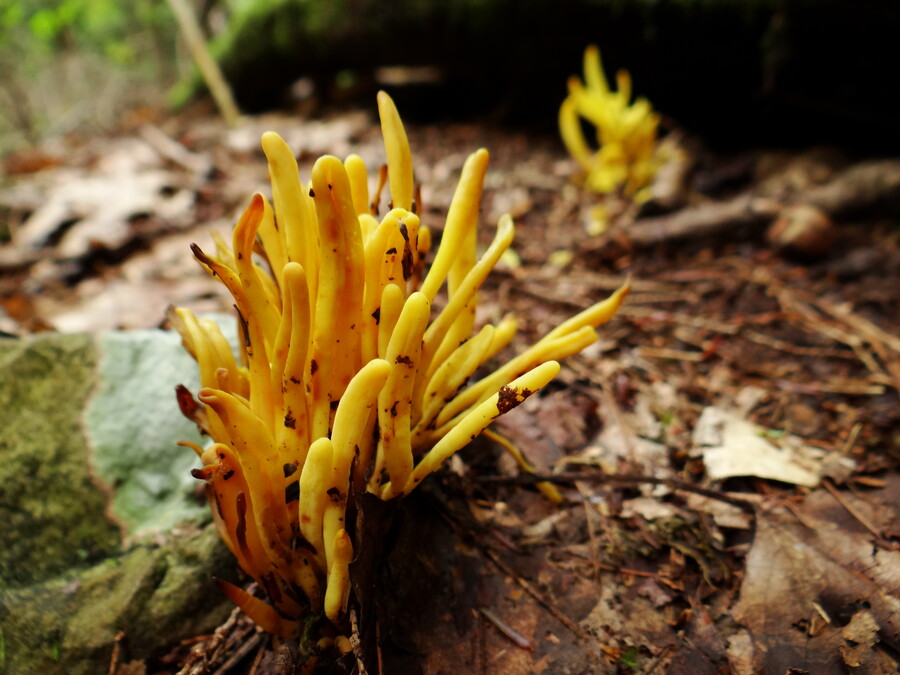 Yellow Finger Coral Mushroom