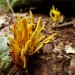 Yellow Finger Coral Mushroom