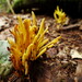 Yellow Finger Coral Mushroom