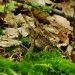 Toad