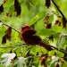 Maybe a Northern Cardinal