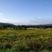 Morning Mist over Upstate New York
