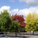 Autumn Colors