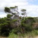 Tree and Shrubbery