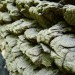 Tree Bark