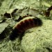 Caterpillar
