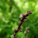 Blossoms