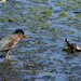 Bird and Turtle at Sourland Mountain Peserve, NJ