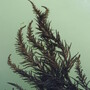 Sea Weed