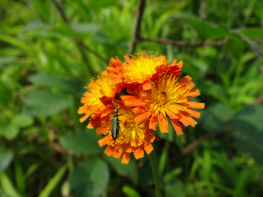 Bug on Flower (Mosel Region)