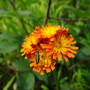 Bug on Flower (Mosel Region)