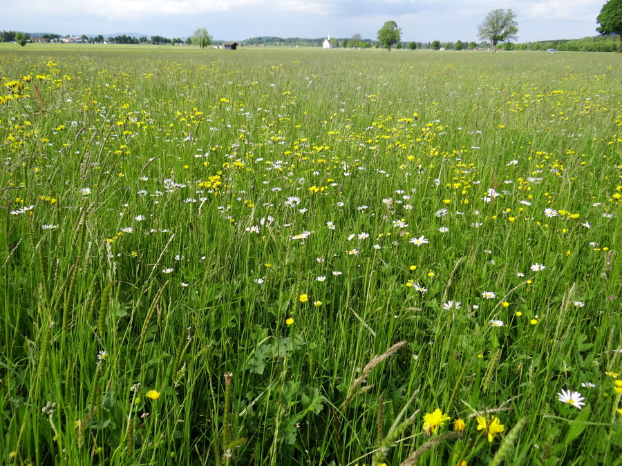 Meadow (Bavaria)