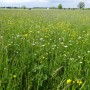 Meadow (Bavaria)