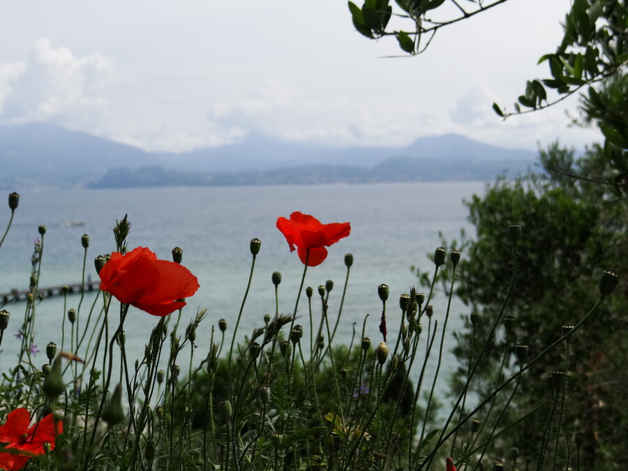 Poppies at Lake Garda