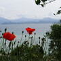 Poppies at Lake Garda