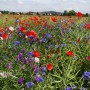 Field Flowers (Harz)