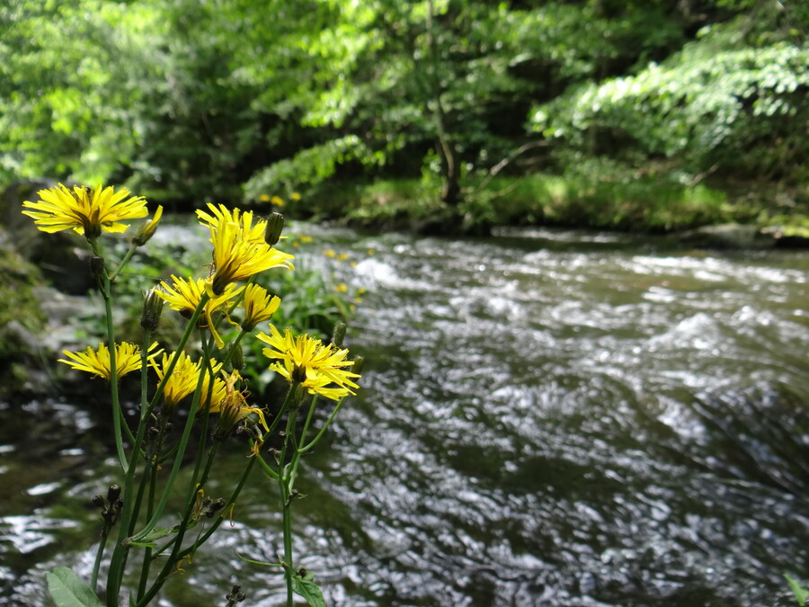 Flowers at Bode river (Harz)