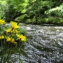 Flowers at Bode river (Harz)